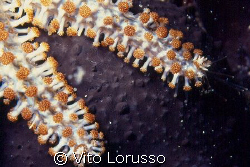 Echinoderms by Vito Lorusso 
